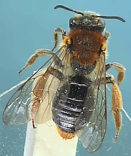 Andrena haemorrhoa